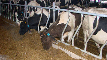 Диагональная решетка кормового стола для коров