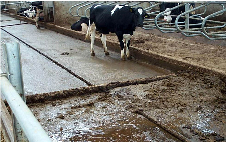 Установка навозоуборочная скреперная УНС-1 (170м/250м)